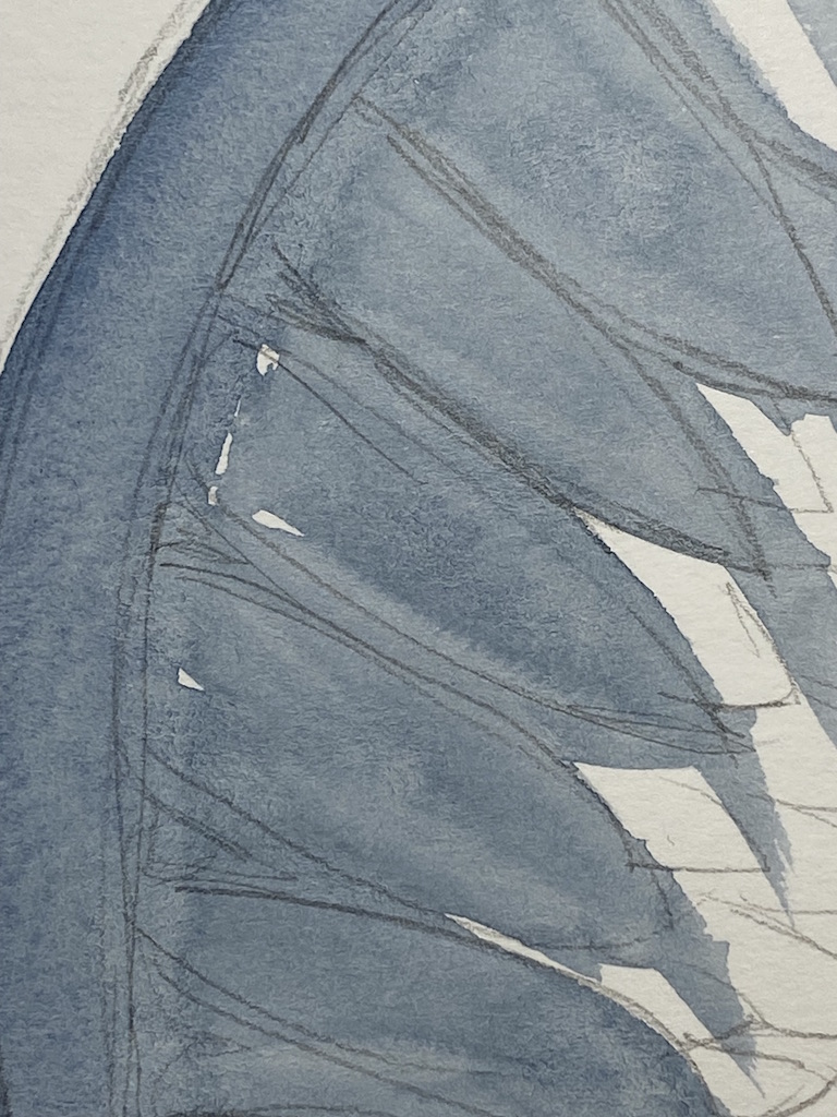 ali di colore indaco blu su fondo bianco ad acquerello